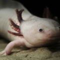Axolotl